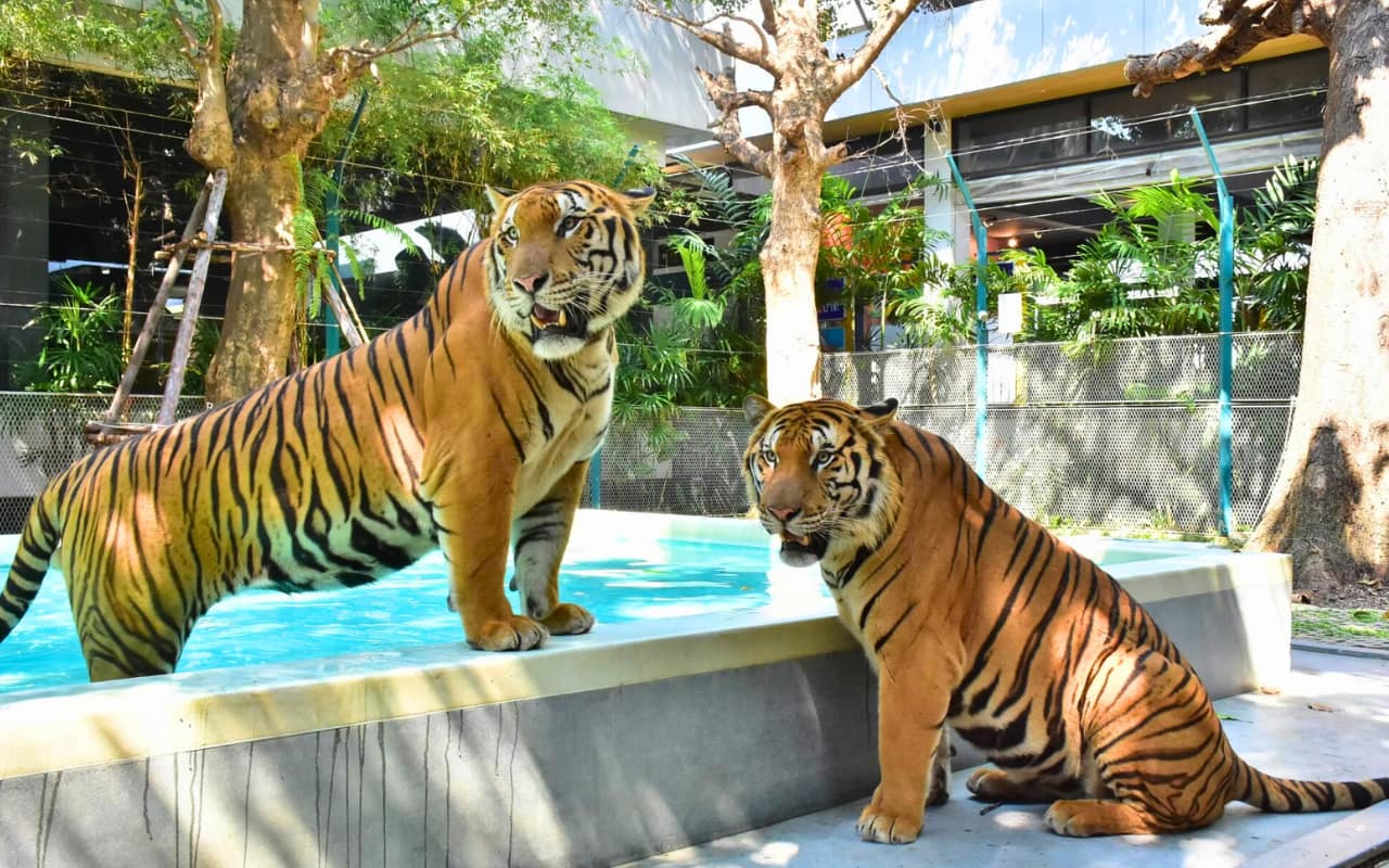 ความน่ารักของเสือที่ Tiger Park Pattaya